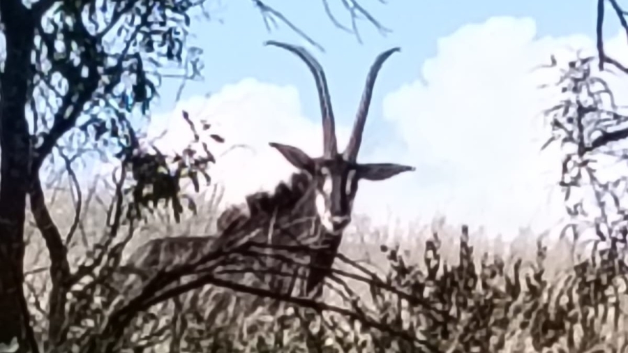 5 Bedroom Property for Sale in Swartruggens North West